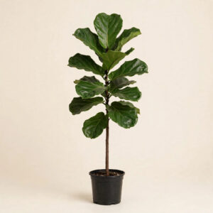 Fiddle Leaf Fig (Ficus lyrata) tree in nursery pot — buy online in Dubai, UAE | WS Plant