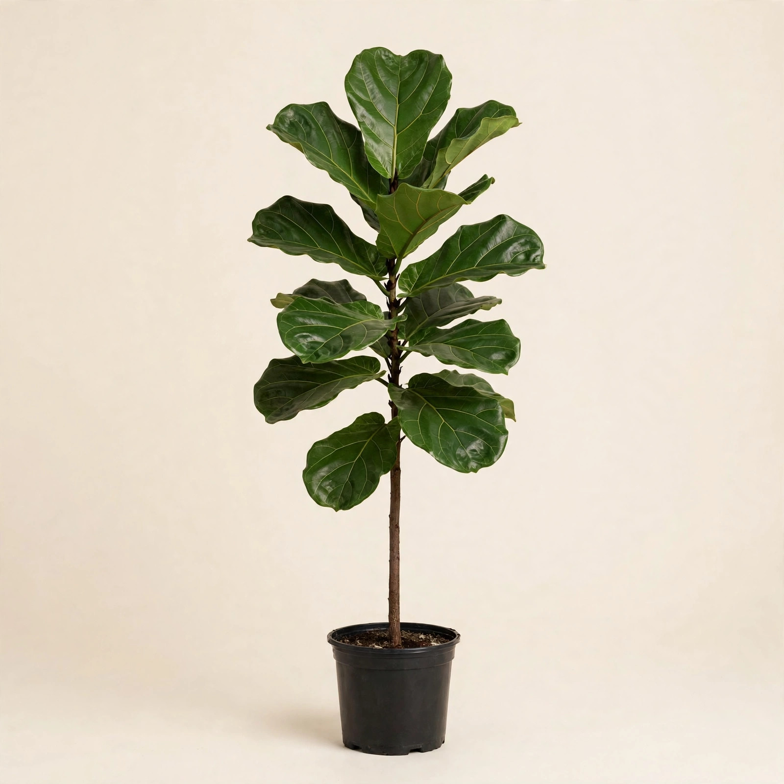 Fiddle Leaf Fig (Ficus lyrata) tree in nursery pot — buy online in Dubai, UAE | WS Plant