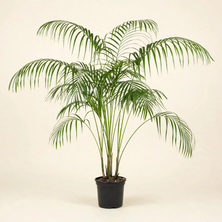 Kentia Palm (Howea forsteriana) with arching fronds in nursery pot — buy online in Dubai, UAE | WS Plant