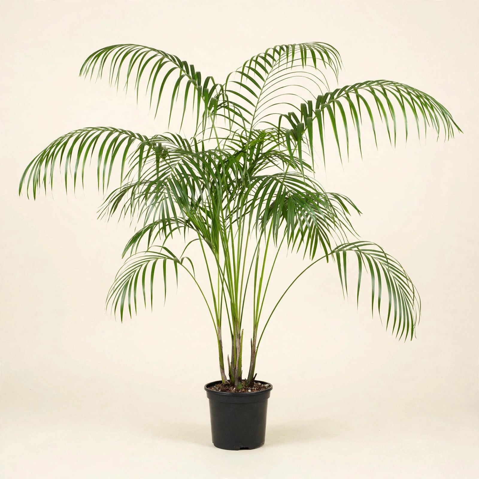 Kentia Palm (Howea forsteriana) with arching fronds in nursery pot — buy online in Dubai, UAE | WS Plant
