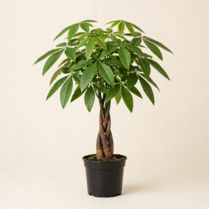 Money Tree (Pachira aquatica) with braided trunk in nursery pot — buy online in Dubai, UAE | WS Plant