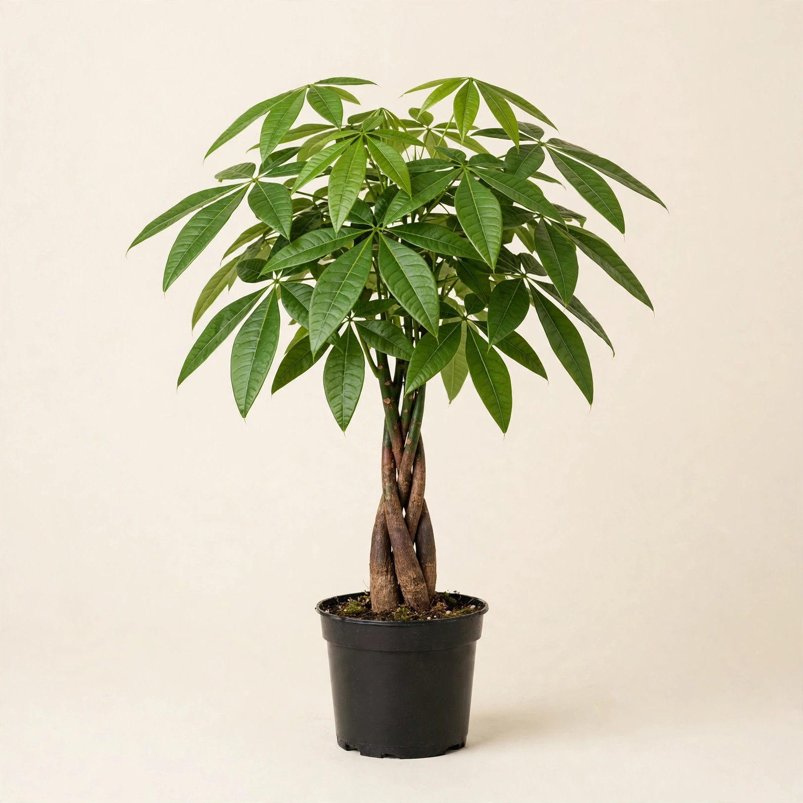 Money Tree (Pachira aquatica) with braided trunk in nursery pot — buy online in Dubai, UAE | WS Plant