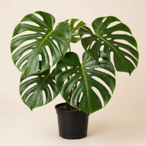 Monstera Deliciosa with split leaves in nursery pot — buy online in Dubai, UAE | WS Plant
