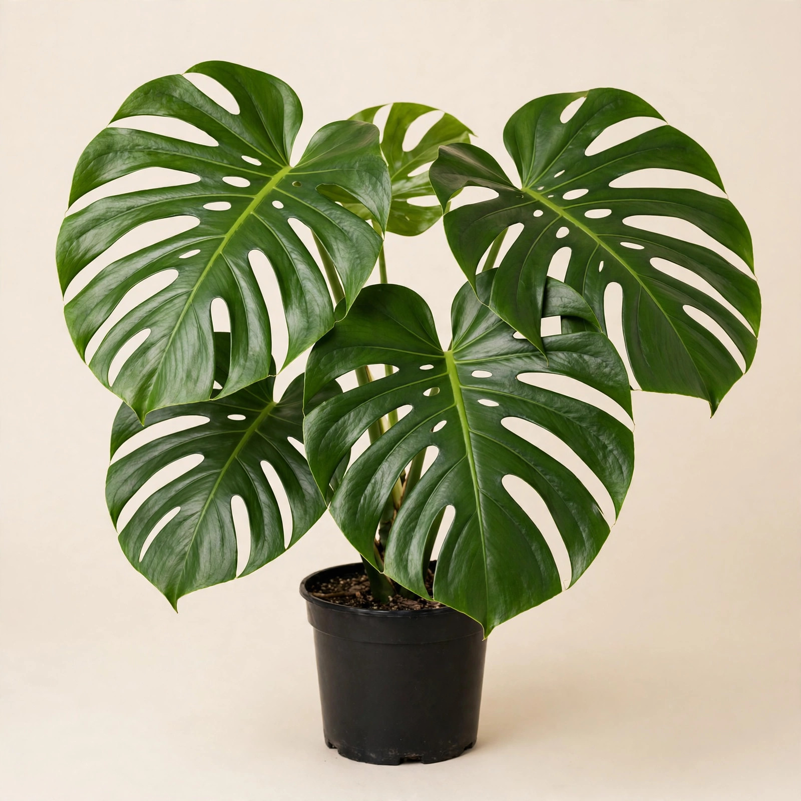Monstera Deliciosa with split leaves in nursery pot — buy online in Dubai, UAE | WS Plant