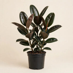 Rubber Plant (Ficus elastica) with glossy leaves in nursery pot — buy online in Dubai, UAE | WS Plant