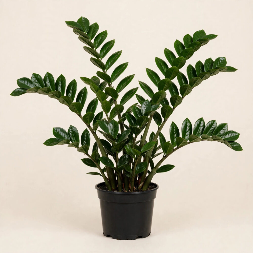 ZZ Plant (Zamioculcas zamiifolia) in nursery pot — buy online in Dubai, UAE | WS Plant