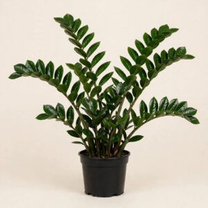 ZZ Plant (Zamioculcas zamiifolia) in nursery pot — buy online in Dubai, UAE | WS Plant