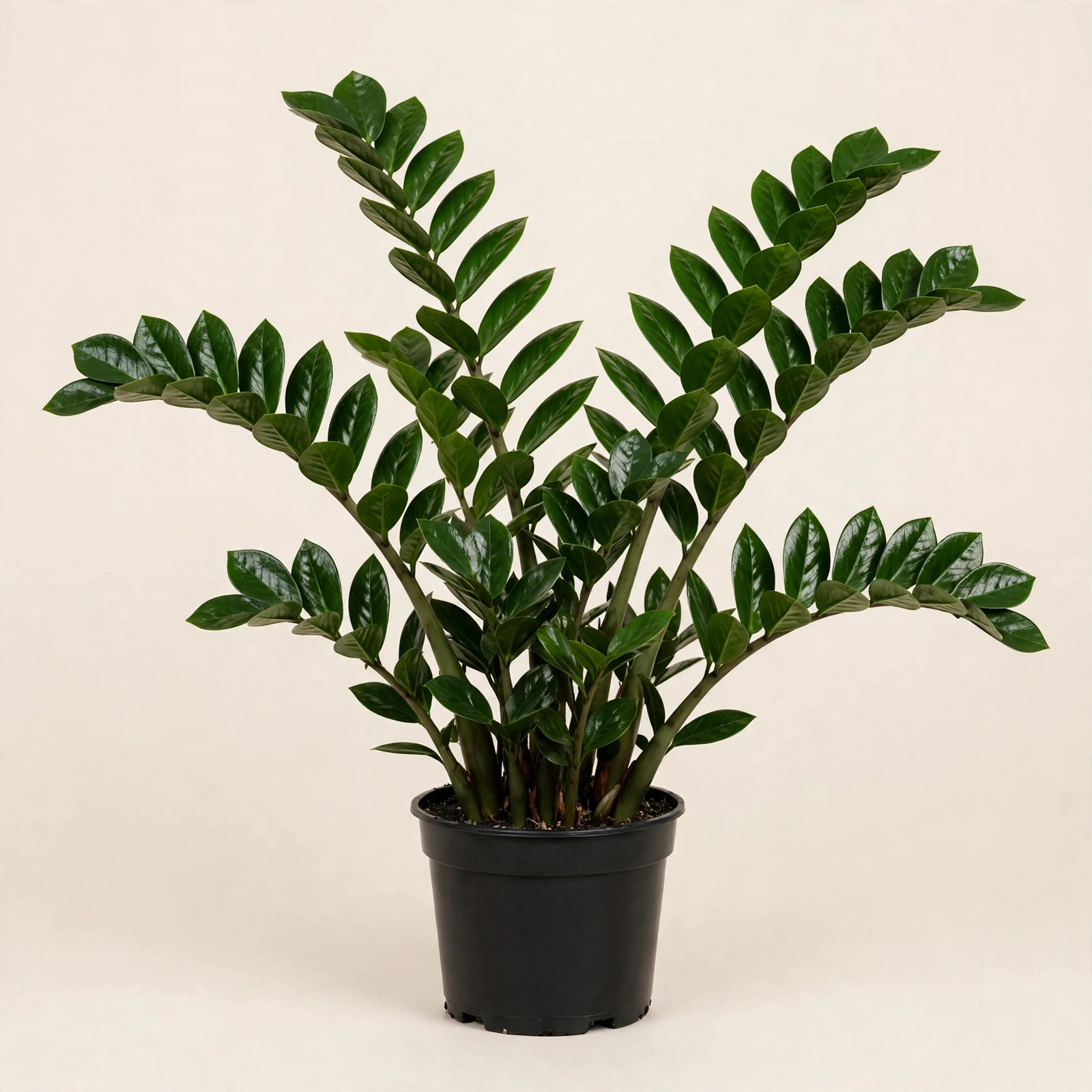 ZZ Plant (Zamioculcas zamiifolia) in nursery pot — buy online in Dubai, UAE | WS Plant